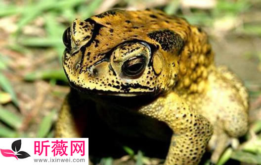 琵琶蟾蜍图片令人无法直视：怪异的十种青蛙了解下