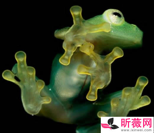 琵琶蟾蜍图片令人无法直视：怪异的十种青蛙了解下