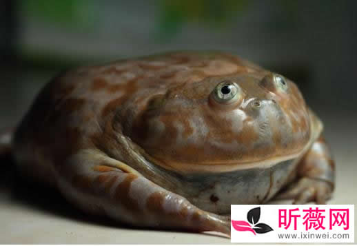 琵琶蟾蜍图片令人无法直视：怪异的十种青蛙了解下