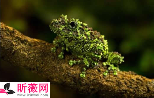 琵琶蟾蜍图片令人无法直视:怪异的十种青蛙了解下 琵琶蟾蜍图片令人无法直视:怪异的十种青蛙了解下