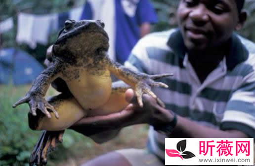 琵琶蟾蜍图片令人无法直视:怪异的十种青蛙了解下 琵琶蟾蜍图片令人无法直视:怪异的十种青蛙了解下