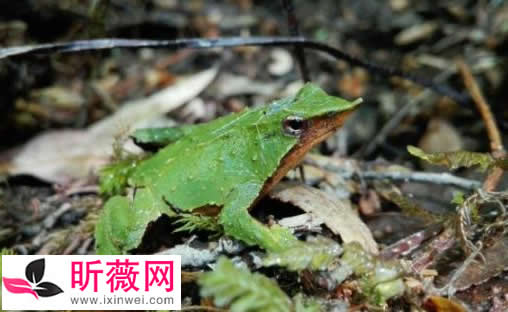 琵琶蟾蜍图片令人无法直视：怪异的十种青蛙了解下