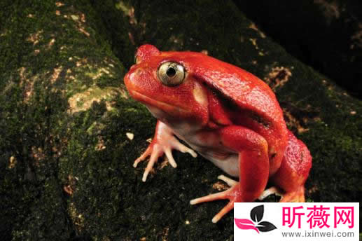 琵琶蟾蜍图片令人无法直视：怪异的十种青蛙了解下