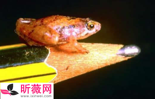 琵琶蟾蜍图片令人无法直视：怪异的十种青蛙了解下