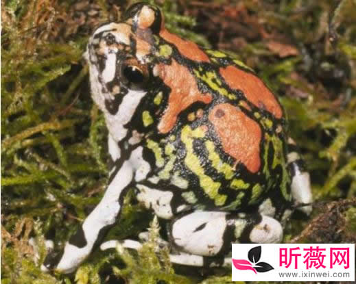 琵琶蟾蜍图片令人无法直视:怪异的十种青蛙了解下 琵琶蟾蜍图片令人无法直视:怪异的十种青蛙了解下