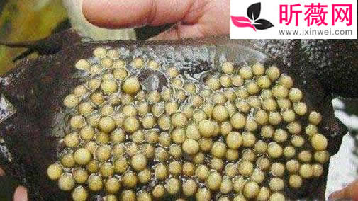 琵琶蟾蜍令人恶心的原因揭晓:有图有真相一看便知 琵琶蟾蜍令人恶心的原因揭晓:有图有真相一看便知