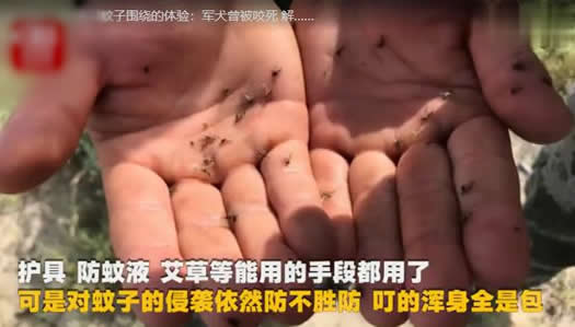 被1000只蚊子围绕怎么回事:你体验过吗详情始末 被1000只蚊子围绕怎么回事:你体验过吗详情始末