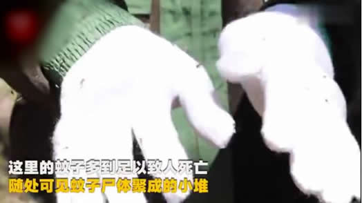 被1000只蚊子围绕怎么回事:你体验过吗详情始末 被1000只蚊子围绕怎么回事:你体验过吗详情始末