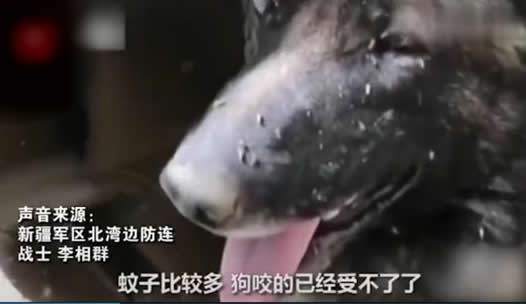 被1000只蚊子围绕怎么回事:你体验过吗详情始末 被1000只蚊子围绕怎么回事:你体验过吗详情始末