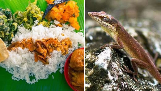 老汉用死蜥蜴碰瓷怎么回事:还原事发经过始末真相 老汉用死蜥蜴碰瓷怎么回事:还原事发经过始末真相