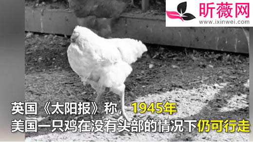 生鸡肉从盘中逃走怎么回事:还原事发时经过详情及真相 生鸡肉从盘中逃走怎么回事:还原事发时经过详情及真相