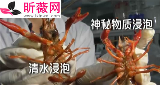 洁厕液洗小龙虾是怎么回事:用洁厕液洗小龙虾始末真相 洁厕液洗小龙虾是怎么回事:用洁厕液洗小龙虾始末真相