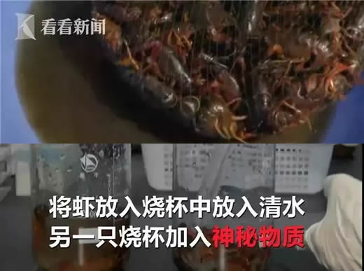 洁厕液洗小龙虾:洗虾试验告诉你答案 洁厕液洗小龙虾:洗虾试验告诉你答案