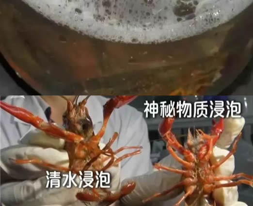 洁厕液洗小龙虾:洗虾试验告诉你答案 洁厕液洗小龙虾:洗虾试验告诉你答案
