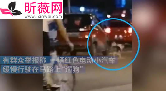 司机在车流中遛狗怎么回事：具体是什么操作详情经过