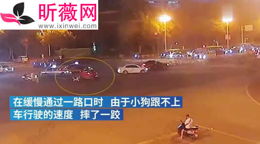 司机在车流中遛狗怎么回事：具体是什么操作详情经过