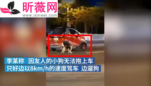 司机在车流中遛狗怎么回事：具体是什么操作详情经过