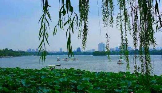 大明湖畔的夏雨荷在哪揭晓 大明湖畔的夏雨荷下一句是啥