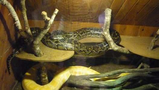 中国八三年蛇灾 中国八三年蛇灾