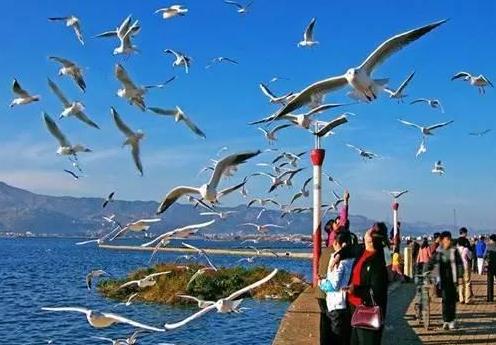 昆明有什么好玩的地方2019：受欢迎且不容错过的地方