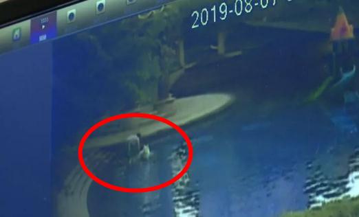 在泳池给狗洗澡怎么回事：事件始末详情让人气愤