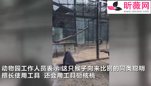 动物园猴子砸玻璃怎么回事:画面还原事发经过及结果 动物园猴子砸玻璃怎么回事:画面还原事发经过及结果