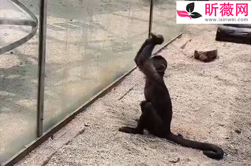 动物园猴子砸玻璃怎么回事:画面还原事发经过及结果 动物园猴子砸玻璃怎么回事:画面还原事发经过及结果