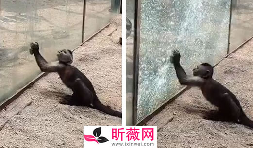 动物园猴子砸玻璃怎么回事:画面还原事发经过及结果 动物园猴子砸玻璃怎么回事:画面还原事发经过及结果