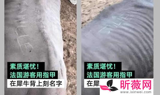 游客在犀牛背刻字怎么回事：刻了什么字及详情原因是什么