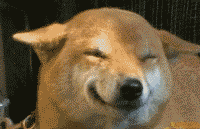 微笑狗原图:网络微笑狗真的很吓人吗,真相揭开 微笑狗原图:网络微笑狗真的很吓人吗,真相揭开