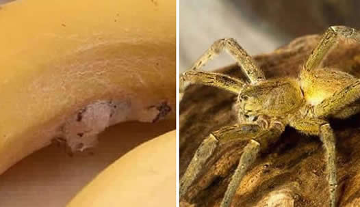 香蕉里有巨型蜘蛛什么情况：巨型蜘蛛来源及有毒吗