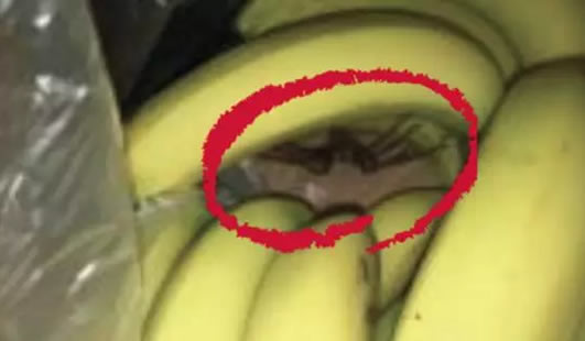 香蕉里有巨型蜘蛛什么情况：巨型蜘蛛来源及有毒吗