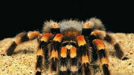 香蕉里有巨型蜘蛛什么情况：巨型蜘蛛来源及有毒吗