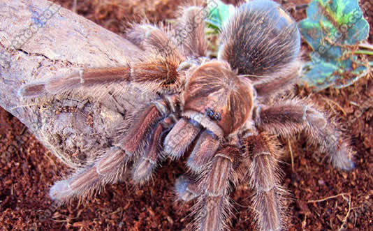 香蕉里有巨型蜘蛛什么情况：巨型蜘蛛来源及有毒吗
