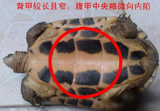 乌龟怎么分公母:细节图解一看便知