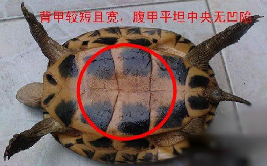 乌龟怎么分公母:细节图解一看便知 乌龟怎么分公母:细节图解一看便知