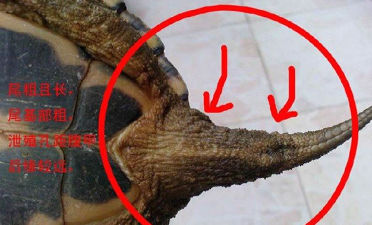 乌龟怎么分公母:细节图解一看便知 乌龟怎么分公母:细节图解一看便知