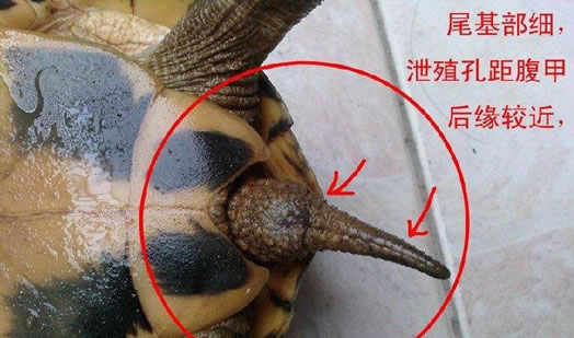 乌龟怎么分公母:细节图解一看便知 乌龟怎么分公母:细节图解一看便知