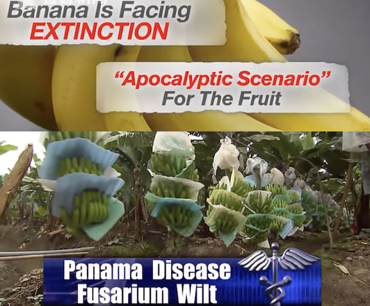 2050年香蕉或消失:好处多多的香蕉为什么会消失 2050年香蕉或消失:好处多多的香蕉为什么会消失