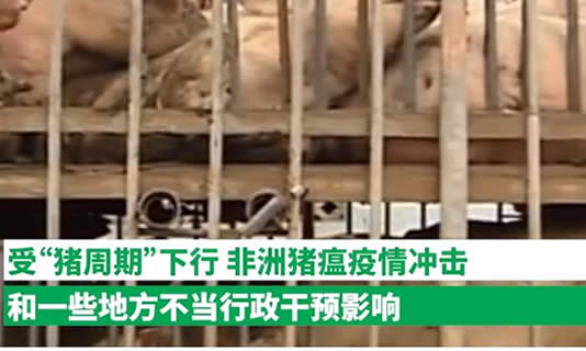 猪肉涨价主要原因：详情真相解读到底是怎么回事