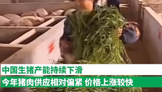 猪肉涨价主要原因：详情真相解读到底是怎么回事