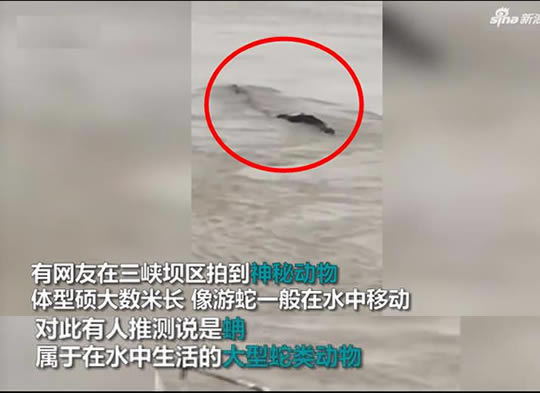 三峡水怪被打捞上岸：这到底是怎么回事