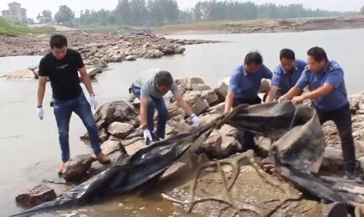 三峡水怪被打捞上岸：这到底是怎么回事