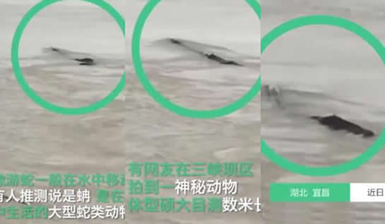 三峡水怪被打捞上岸：这到底是怎么回事