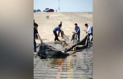 三峡水怪被打捞上岸：这到底是怎么回事