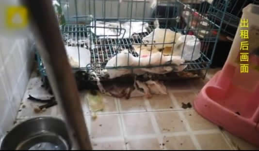 网红租房到期失联:详情画面曝光令人不忍直视 网红租房到期失联:详情画面曝光令人不忍直视