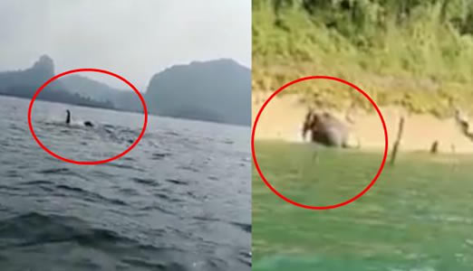 男子钓鱼见水怪:水鬼模样真容令人有点捧腹 男子钓鱼见水怪:水鬼模样真容令人有点捧腹