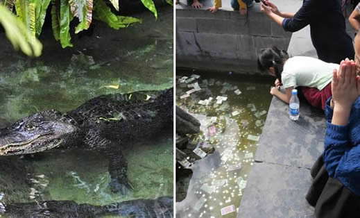 鳄鱼胃内百枚硬币:这些硬币怎么来的底怎么回事 鳄鱼胃内百枚硬币:这些硬币怎么来的底怎么回事
