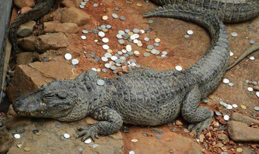 鳄鱼胃内百枚硬币:这些硬币怎么来的底怎么回事 鳄鱼胃内百枚硬币:这些硬币怎么来的底怎么回事