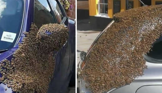 惨遭4万蜜蜂霸车:原因详情到底怎么回事揭晓 惨遭4万蜜蜂霸车:原因详情到底怎么回事揭晓